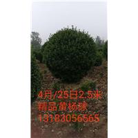 2.5米精品黄杨球 