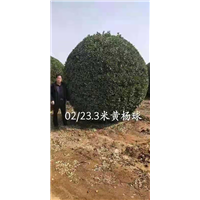 2米5黄杨球 