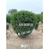 2米黄杨球基地 
