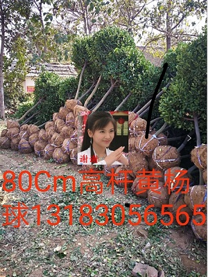 80公分高杆黄杨球 
