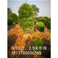 2.5米冬青球 