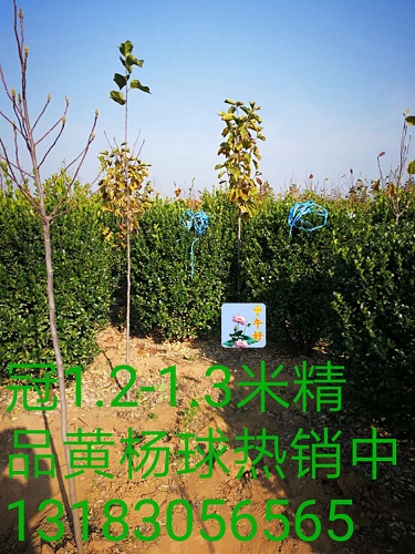 1.2-1.3米精品黄杨球 