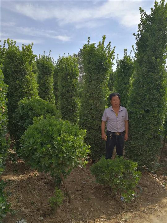 三米黄杨柱 