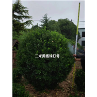 河南二米黄杨球