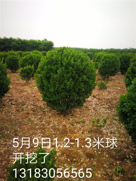 1.2-1.3米大叶黄杨球 