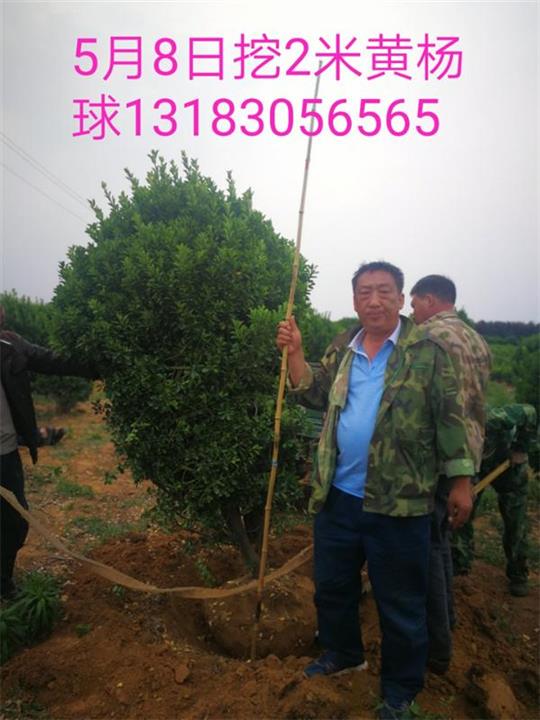 2米大叶黄杨球 