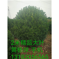 河南2米精品大叶黄杨球-2米精品大叶黄杨球2 
