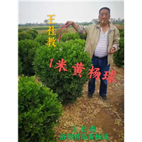 1米黄杨球