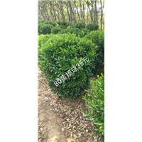 河南冠80精品黄杨球河南精品黄杨球 