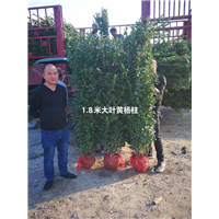 1米8黄杨柱