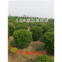 1.5米精品黄杨球 