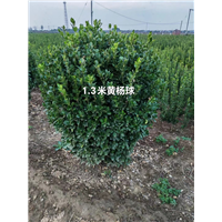 河南大叶黄杨球