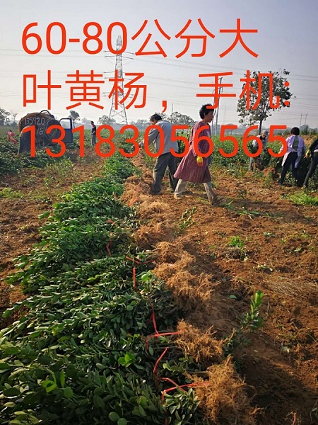 60-80公分大叶黄杨 