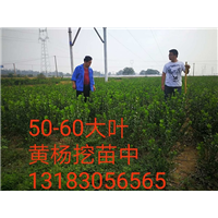 河南50-60公分大叶黄杨-60公分大叶黄杨 