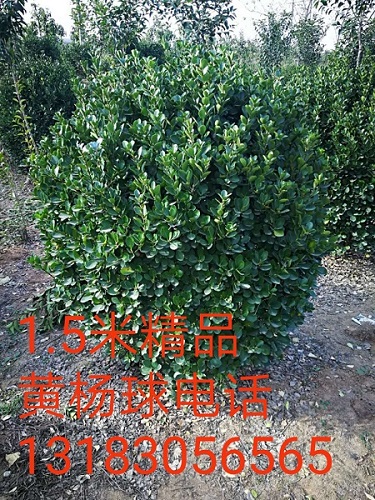 1.5米精品黄杨球 