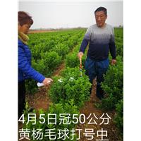 50公分大叶黄杨毛球 