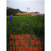 河南60公分大叶黄杨-60公分大叶黄杨3 