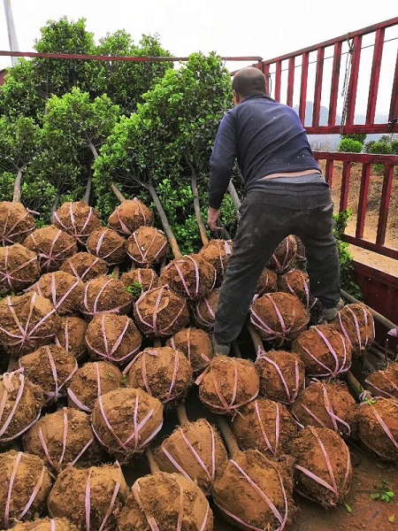 河南大叶黄杨球 装车中 