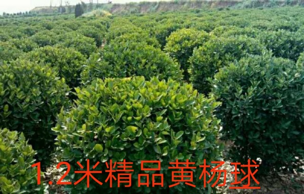 1.2精品黄杨球 