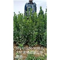 50-90精品大叶黄杨远嫁山东 