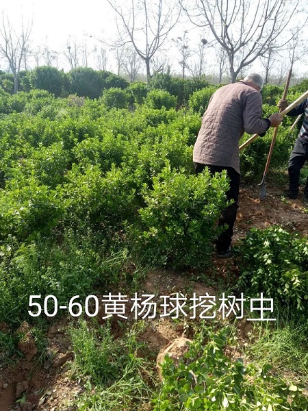 河南大叶黄杨 冠50-60公分黄杨球 