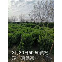 50-60精品大叶黄杨 