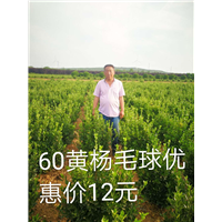 冠幅60黄杨球又有新优惠啦 
