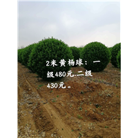 2米黄杨球 