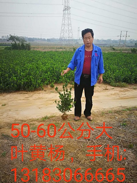 河南50-60公分大叶黄杨 