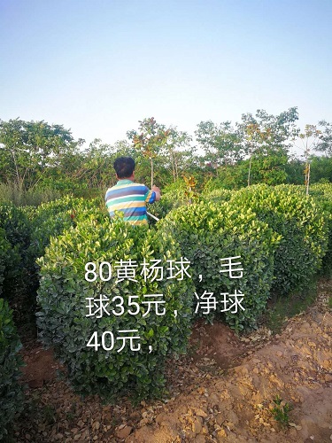 80公分黄杨球 
