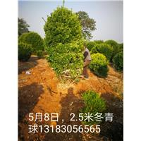 2.5米冬青球 