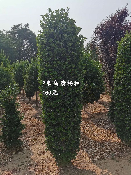 2米精品黄杨柱 