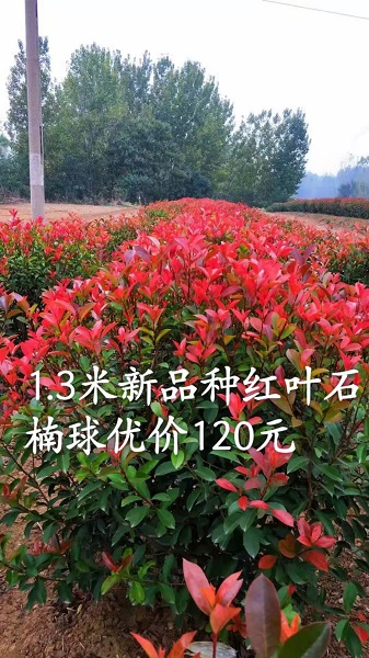 1米3红叶石楠球 