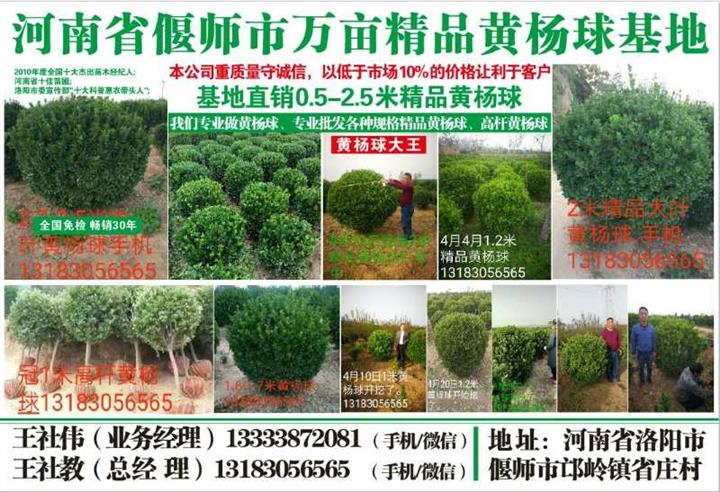 河南大叶黄杨基地 
