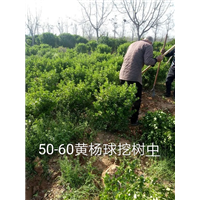 河南大叶黄杨 冠50-60公分黄杨球 