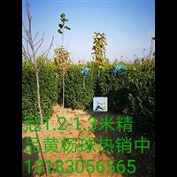 1.2-1.3米精品黄杨球 