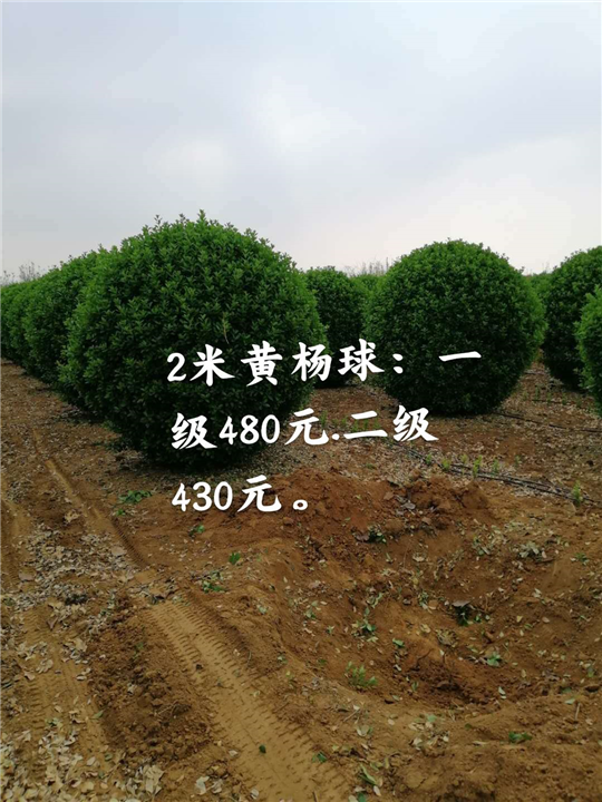 2米黄杨球 