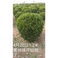 河南40-60公分大叶黄杨树-60公分大叶黄杨树1 