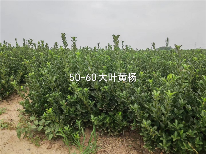 5060黄杨热卖季