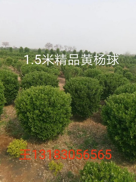 1.5米精品黄杨球 