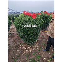 1米黄杨球