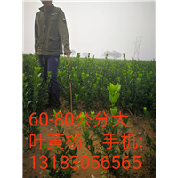 60-80公分大叶黄杨 