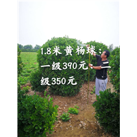 1米8黄杨球 