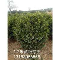 河南1.2米黄杨球 
