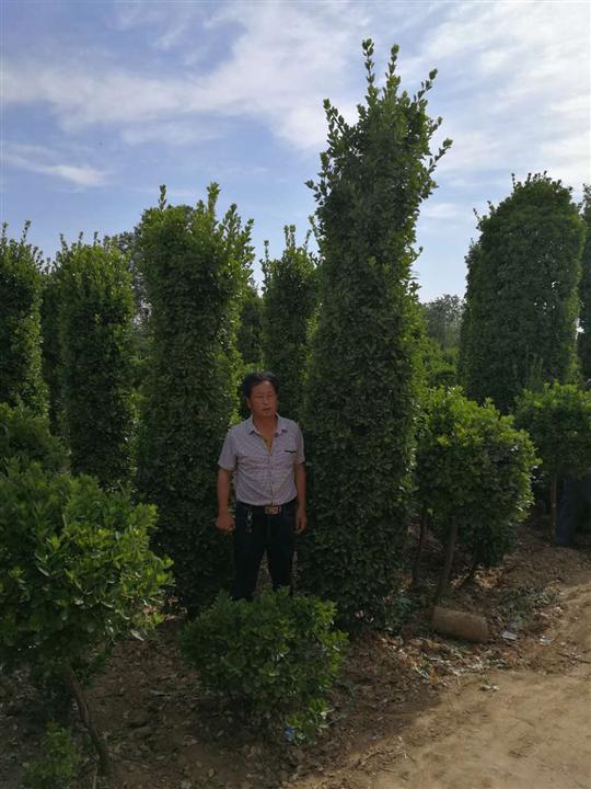 三米黄杨柱 
