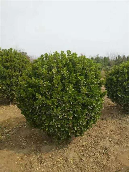 80高杆黄杨球 