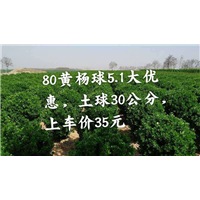 2020年河南80高大叶黄杨**价格 