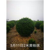 2米黄杨球 