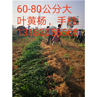 60-80公分大叶黄杨 