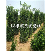 大叶黄杨柱 